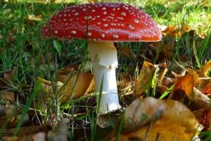 78027320b50ebbbe58b0bd8b316f53d9.jpg