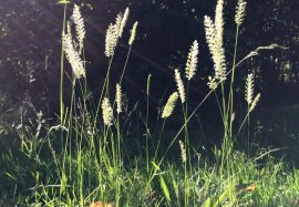 Gras.jpg