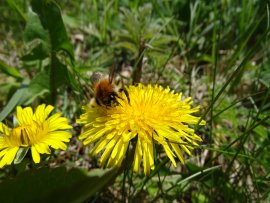 Löwenzahn, Gewöhnlicher (Taraxacum sect. Ruderalia) (1).jpg