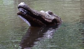 Krokodil_flach.jpg