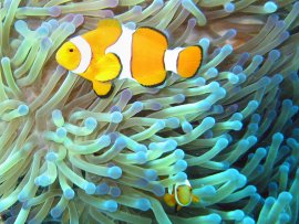 Common_clownfish.jpg