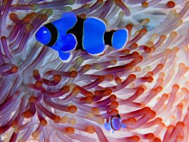 Common_clownfish_negativ.jpg