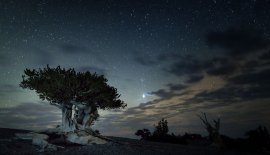 Bristlecone_Night_GRBA_NPS_(fb19b933-c506-43d7-9058-165eb51a0f85).jpg