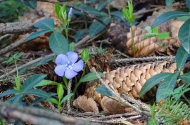 Kleines Immergrün (Vinca minor) schmal.jpg