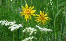 Echte Arnika (Arnica montana) (1) schmal.jpg