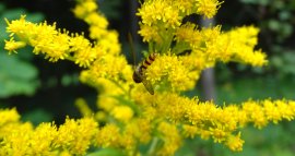 Kanadische Goldrute (Solidago canadensis) schmal.jpg