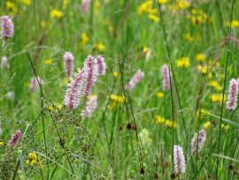 Schlangen-Knöterich (Bistorta officinalis).jpg