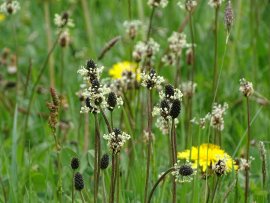 27_Spitzwegerich (Plantago lanceolata).jpg